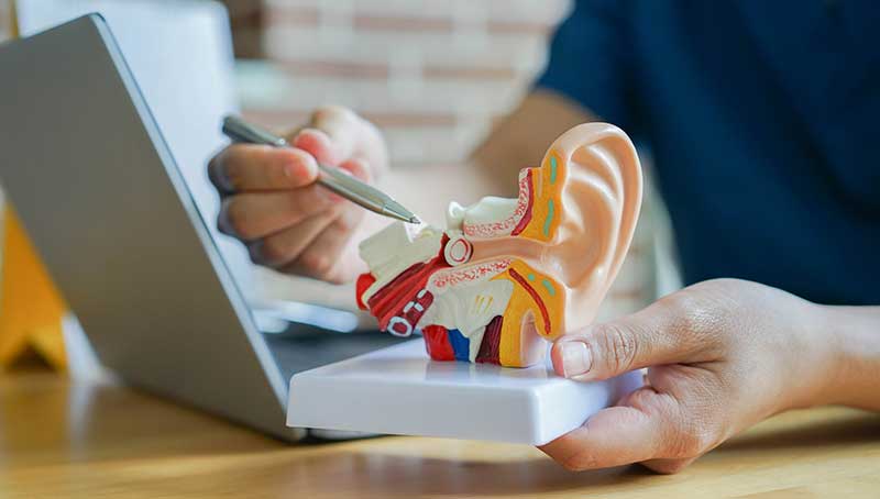 an audiologist pointing to a medical model of the inner ear